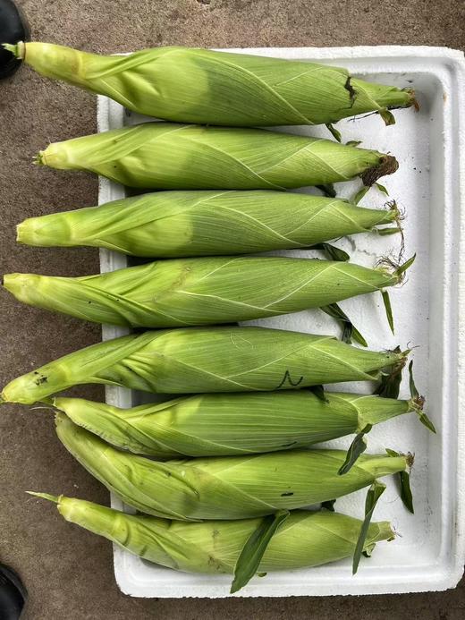 超甜水果玉米种子：每袋400，大约3000粒。 商品图1