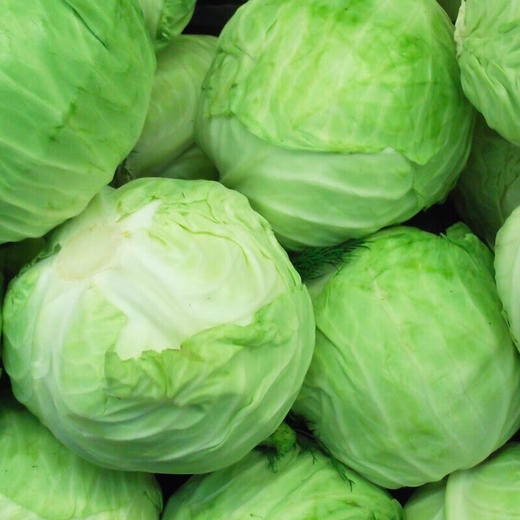 【有机绿甘蓝/有机紫甘蓝/有机胡萝卜任选】，后院有机甘蓝下来啦，有机绿甘蓝！ 商品图0