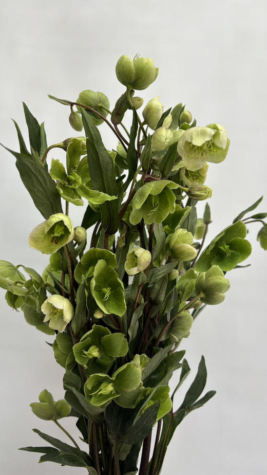 【超长待机】菟葵（单瓣）绿色 约5枝/扎 商品图11