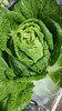 【囤秋菜 送“百财”25元/10斤 】鸿翠园 有机大白菜 商品缩略图12