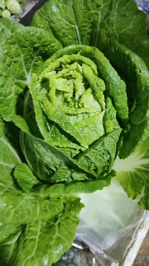【囤秋菜 送“百财”25元/10斤 】鸿翠园 有机大白菜 商品图12