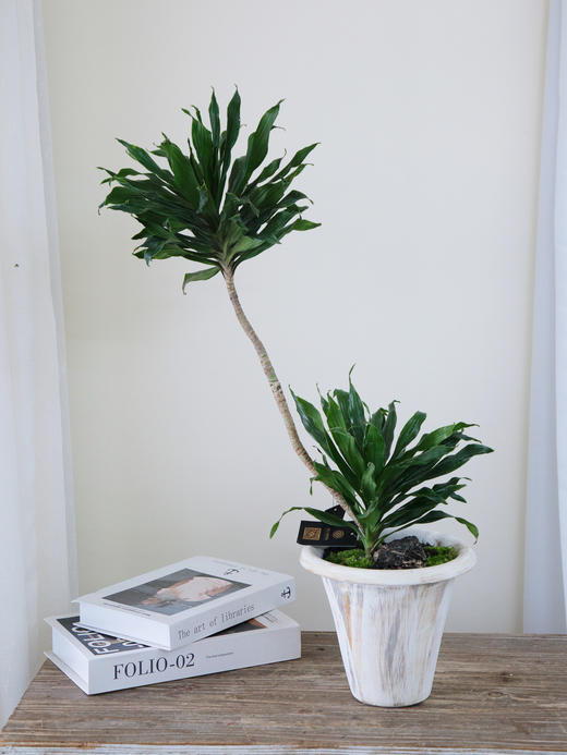 太阳神 商品图0