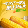新主良黄糯玉米 3.2斤(200g*8根) 东北甜黏玉米棒低脂早餐苞米真空包装 /粮油调味 /杂粮 /谷米类 商品缩略图1