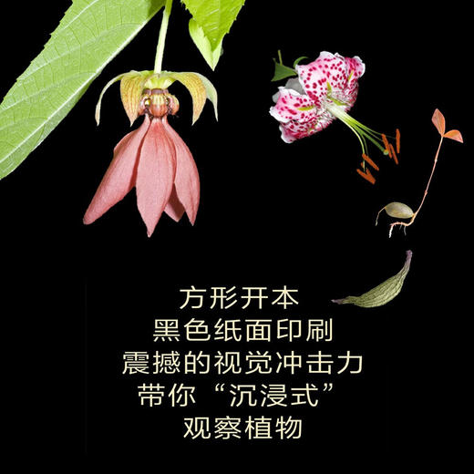 华丽呈现：瑰丽的植物微观世界 商品图5