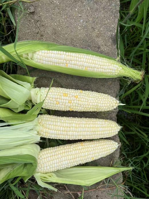 超甜水果玉米种子：每袋400，大约3000粒。 商品图0