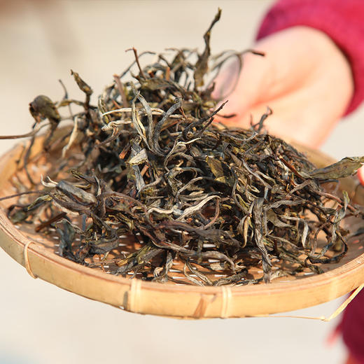 【买5送1】2025《景迈单株》古树春茶 200克*1饼 生茶 商品图1