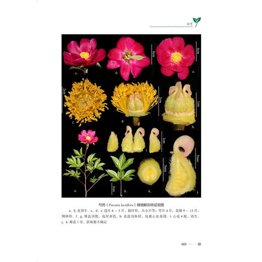 中药材饮片与原植物精细解剖组图/主编 刘丽琴 蒋金火 潘锋/浙江大学出版社 商品图4
