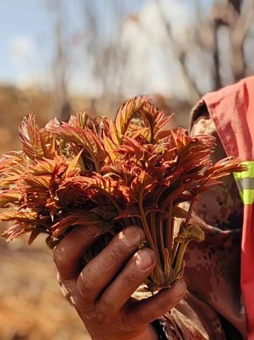 【每周一、周四现采现发】你的春日限定——灵椿之语-香椿  时令红椿400g 商品图4