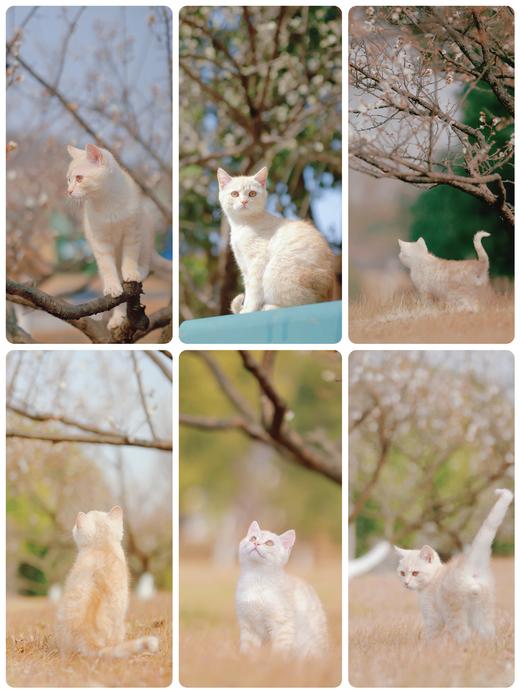 糗糗庄园猫猫电子照片 商品图10