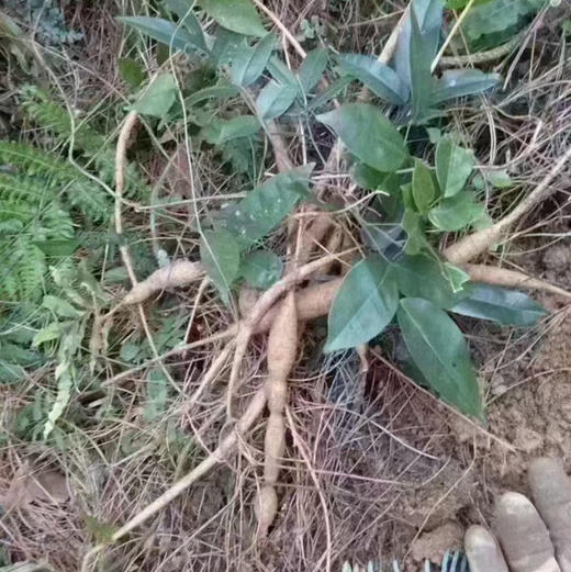 【包邮】野生五指毛桃、土茯苓、牛大力 广东人的祛湿三宝 商品图9