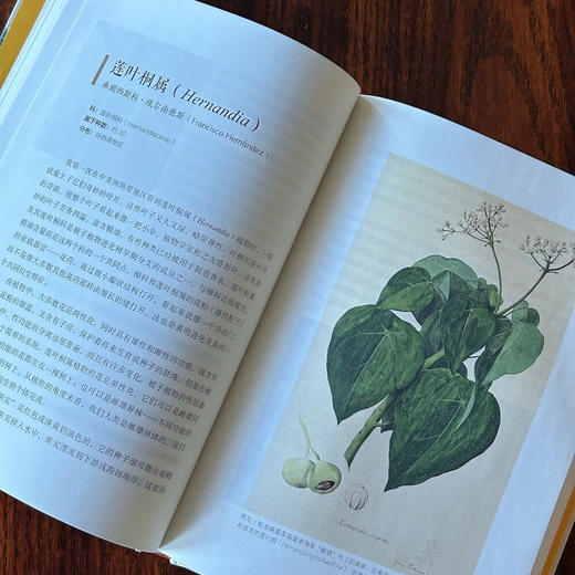 以植物的名义：讲述非凡人物与植物命名的传奇故事 商品图5
