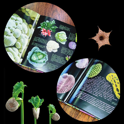 华丽呈现：瑰丽的植物微观世界 商品图6