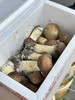 周五取货：【赤松茸】一箱毛重2斤左右，个头饱满，菌肉厚实，脆嫩可口，味纯鲜香！ 商品缩略图2