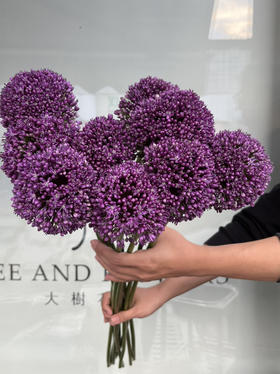 国产花材-【大葱花】