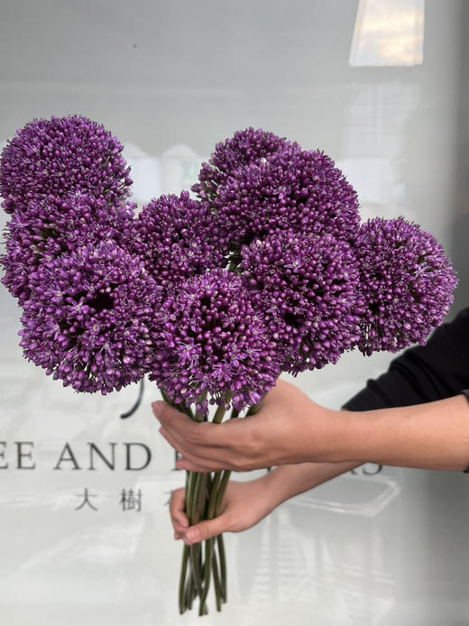 国产花材-【大葱花】 商品图0