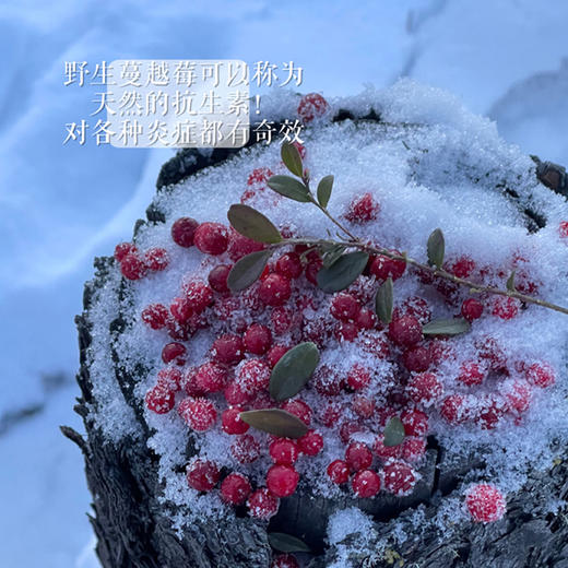 【2盒减15元 4盒减30元再送1盒】【女性之友 可以喝的护肤品】有机野生蔓越莓基地 专业生产蔓越莓原浆16年  产量有限 且喝且珍惜 值得每位女性了解 湖州仓 商品图3