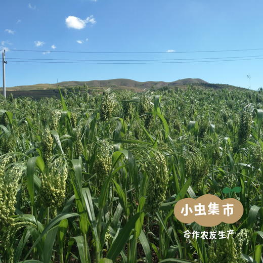 生态沙棘挂面条（大黄米沙棘/沙棘玉米）200g/袋 | 合作农友生产，来自内蒙古，生产者：梁峻杰 *【公平贸易农人定价】 商品图13