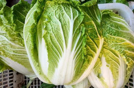 【囤秋菜 送“百财”25元/10斤 】鸿翠园 有机大白菜 商品图14