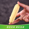 【分销】云南西双版纳花糯玉米/拇指玉米  自然生长，口感香甜，甜而不腻，营养丰富 商品缩略图6