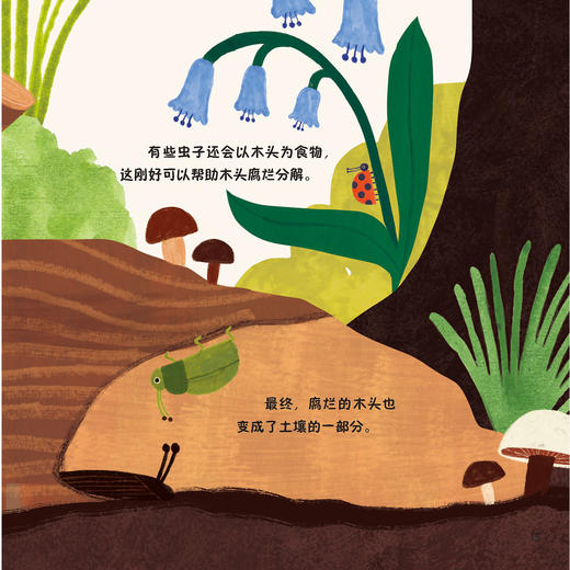 《森林四重奏》（全4册）：《叽叽喳喳的树梢》《热闹的灌木乐园》《昆虫的森林花园》《泥土里的穿行者》 商品图4