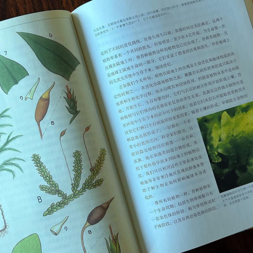 以植物的名义：讲述非凡人物与植物命名的传奇故事 商品图6