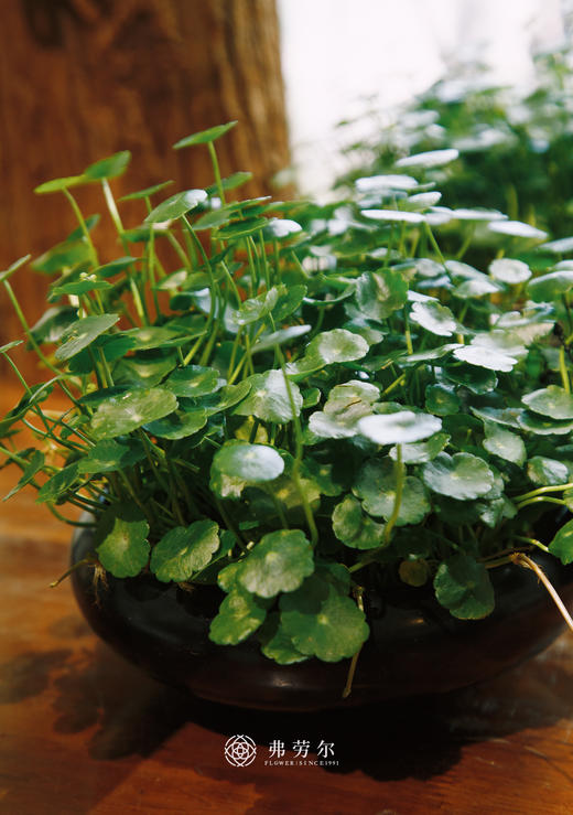 铜钱草 商品图2