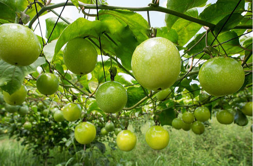 【分仓直发包邮】钦蜜9号黄金百香果（带花皮）1斤装中果（单果约45-60克，每斤9-11个）（天气偏冷，口感偏酸，介意慎拍） 商品图4