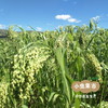 生态沙棘挂面条（大黄米沙棘/沙棘玉米）200g/袋 | 合作农友生产，来自内蒙古，生产者：梁峻杰 *【公平贸易农人定价】 商品缩略图9