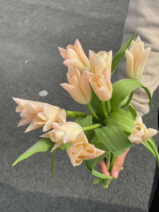 精选鲜切花香奈儿郁金香9支 商品图6