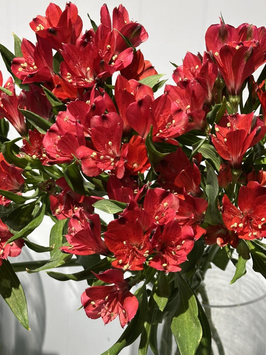 肯尼亚六出花-【红色】 商品图0