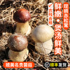 【包邮】密农人家 农家新鲜赤松茸 2斤/3斤  鲜美菌菇 蘑菇煲汤 菌香浓郁  应季蘑菇 商品缩略图0