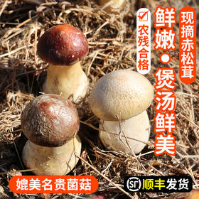 【包邮】密农人家 农家新鲜赤松茸 2斤/3斤  鲜美菌菇 蘑菇煲汤 菌香浓郁  应季蘑菇