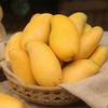 海南金煌芒芒果4.5-5斤大果（单果400g+） 商品缩略图3