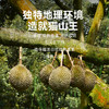 【BF】猫山王榴莲整果BC级 约2-2.5斤(保3房) 商品缩略图3