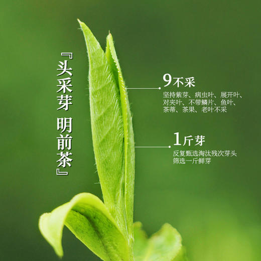 【2026新茶上市】泥巴哥精品雀舌烘青绿茶明前青叶甘露100g*2罐 商品图1