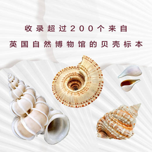 贝壳博物馆（英国自然博物馆原版引进！值得收藏的贝壳“纸上博物馆”！） 商品图1