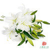 百合-赞比西 5枝一扎 商品缩略图3