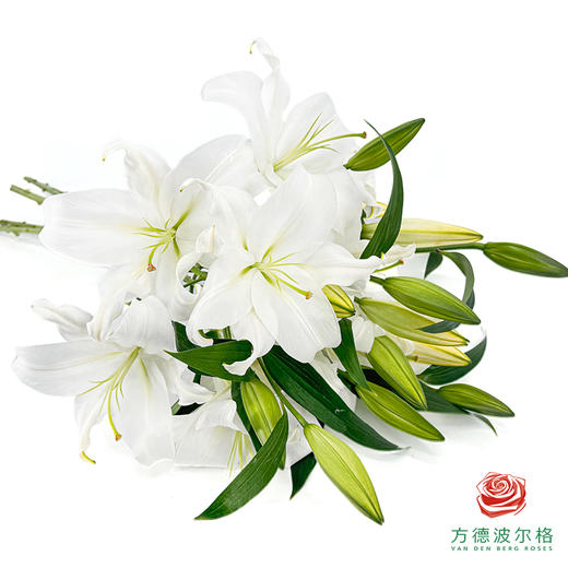 百合-赞比西 5枝一扎 商品图3