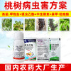 桃树病虫方案螺虫乙酯果树柑橘介壳虫蚜虫蓟马专用杀虫剂套餐正品 商品缩略图2