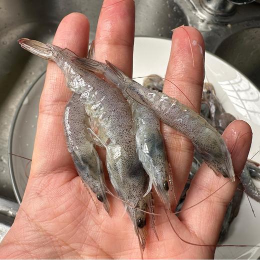 海捕小海虾 商品图1