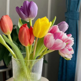 20枝郁金香 单色随机 | 新客福利