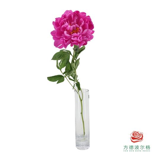 芍药 红莎拉 商品图1