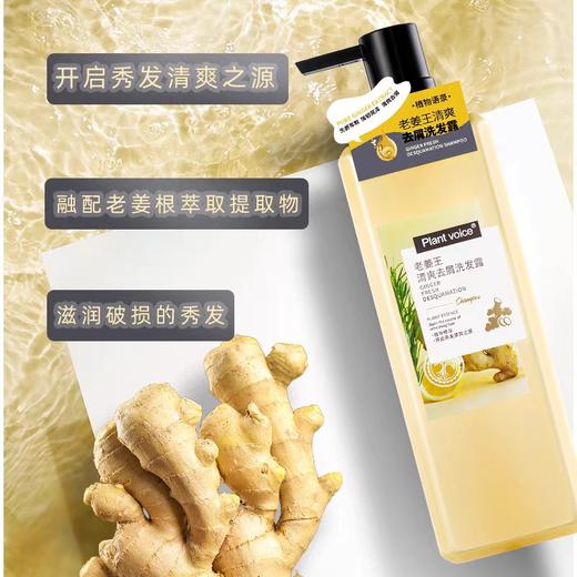 植物语录老姜王清爽去屑洗发露500ml效期27年8月 商品图0
