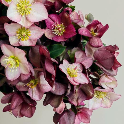 兔葵丨红色丨4-6支 商品图0