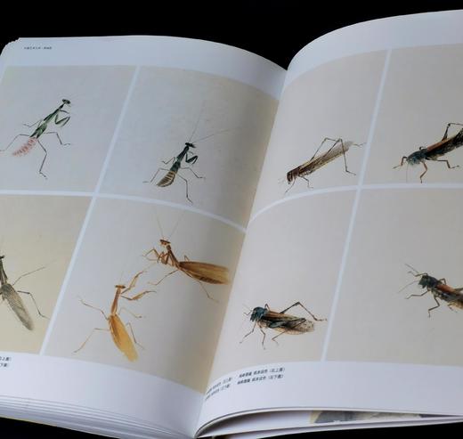 中国艺术大师：《齐白石》，8开，吕立新著，河北美术出版社2009年一版一印，288页，定价180，售价70元。 商品图13