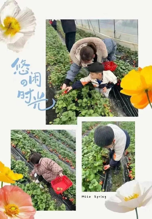 【无锡专拍】（半日亲子）上春山，采春茶，挖春笋，采草莓，用双手制作春天 商品图3
