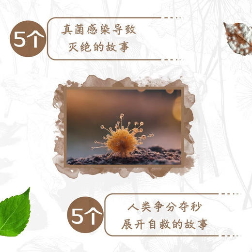 枯萎病：大灭绝时代我们如何与真菌共存 商品图2