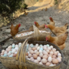 八乡山原生态土鸡蛋 商品缩略图3