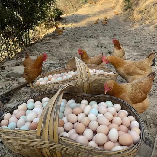 八乡山原生态土鸡蛋 商品图3
