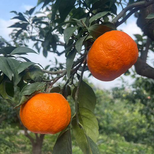 明日见柑橘（四川） 商品图5